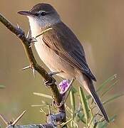 Clamorous Reed Warbler