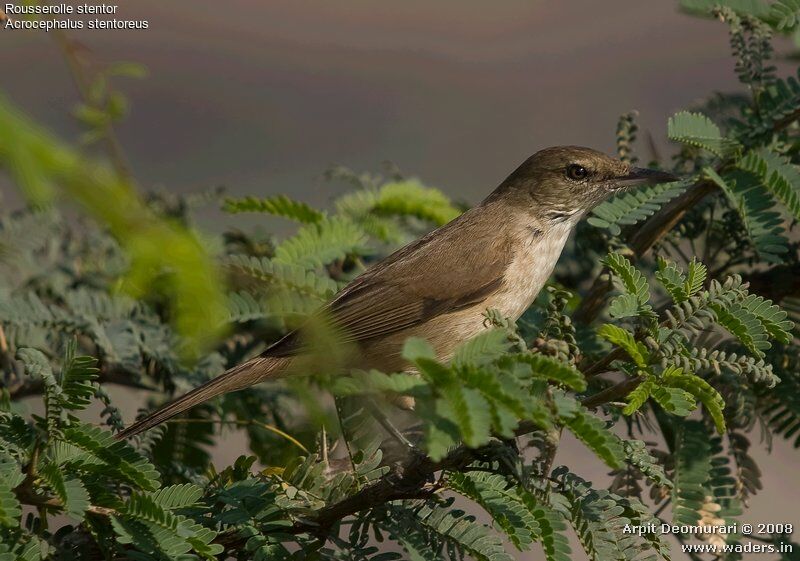 Clamorous Reed Warbler