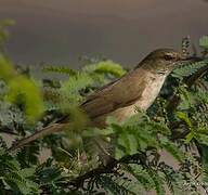 Clamorous Reed Warbler