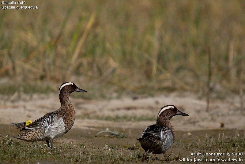 Garganey
