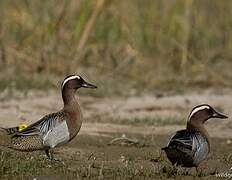 Garganey