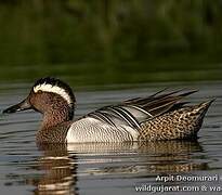 Garganey