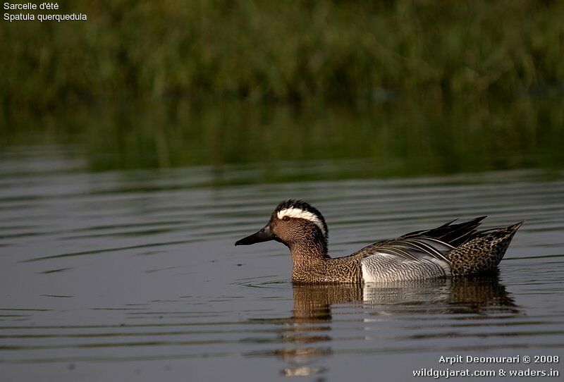 Garganey