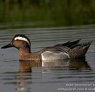 Garganey