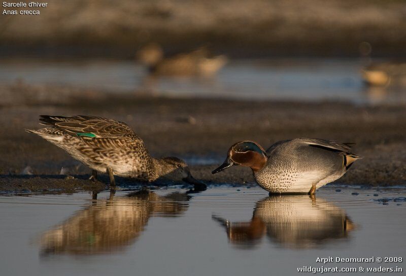 Eurasian Teal