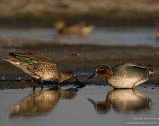 Eurasian Teal