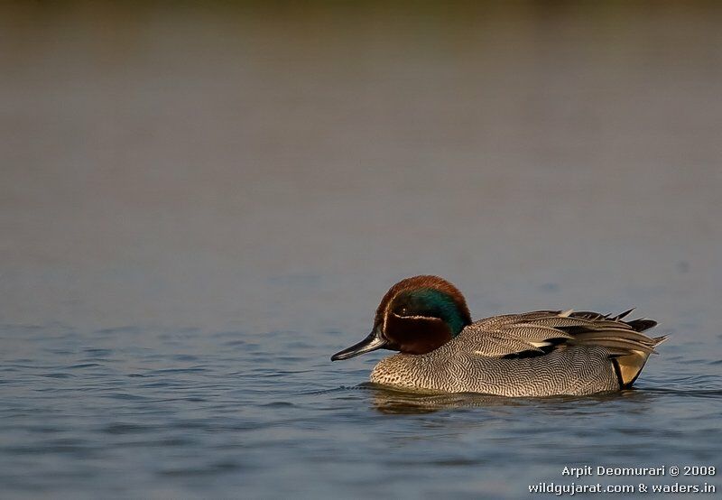 Eurasian Teal male adult post breeding