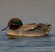 Eurasian Teal