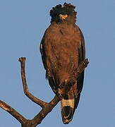 Crested Serpent Eagle