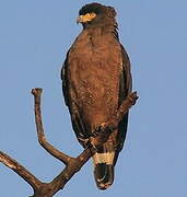 Crested Serpent Eagle