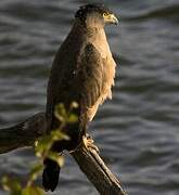 Crested Serpent Eagle