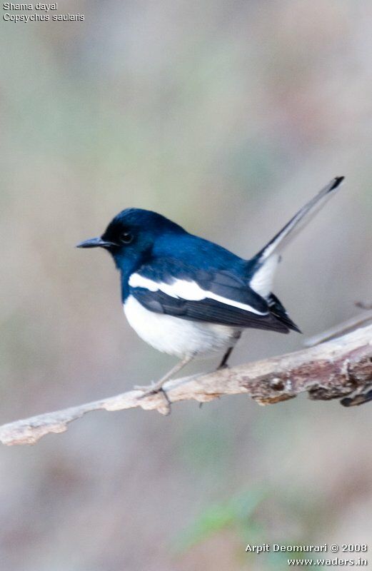 Oriental Magpie-Robin