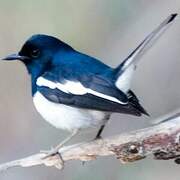 Oriental Magpie-Robin