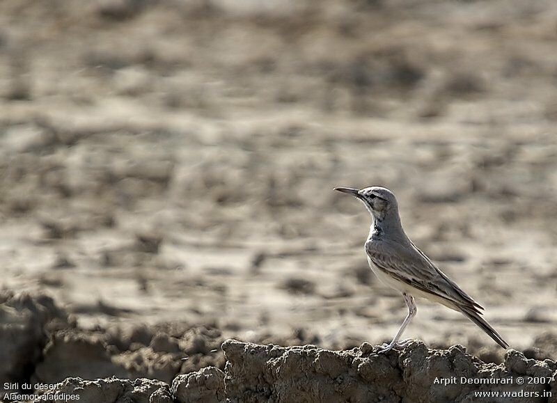 Greater Hoopoe-Lark