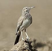 Greater Hoopoe-Lark