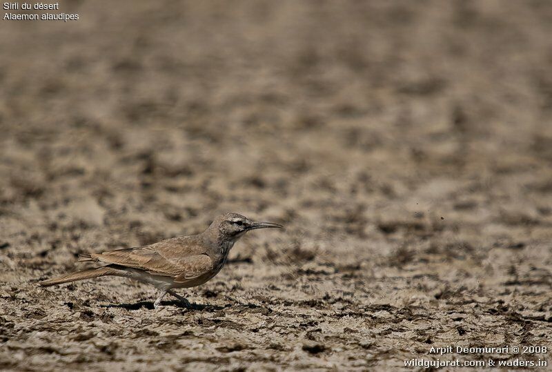 Greater Hoopoe-Lark