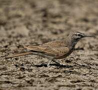 Greater Hoopoe-Lark