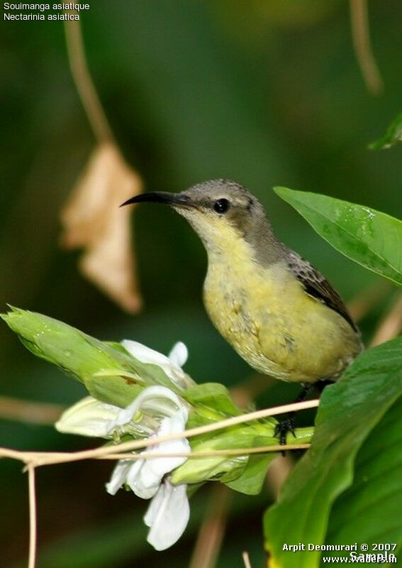 Purple Sunbird female adult breeding