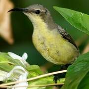 Purple Sunbird