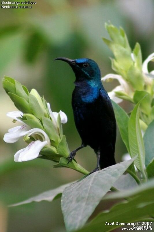 Purple Sunbird male adult breeding