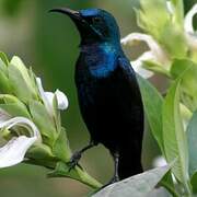 Purple Sunbird