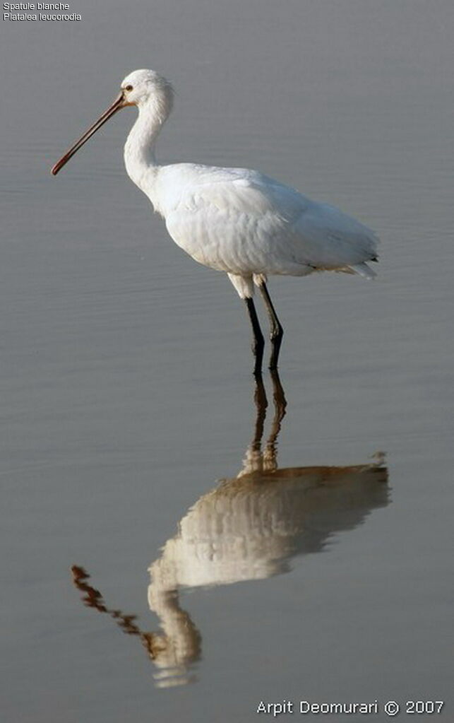 Eurasian Spoonbill