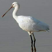 Eurasian Spoonbill