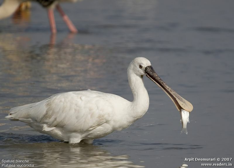 Eurasian Spoonbill