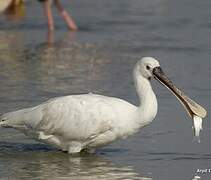 Eurasian Spoonbill