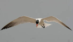 Caspian Tern