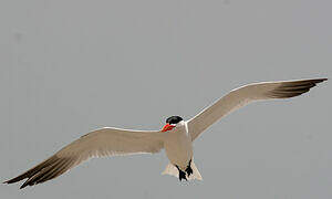 Caspian Tern