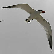 Caspian Tern