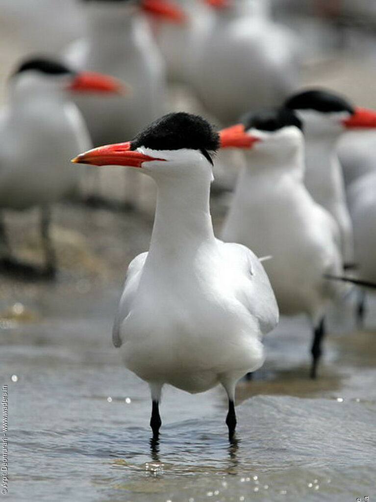 Caspian Ternadult breeding