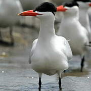 Caspian Tern