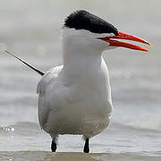 Caspian Tern