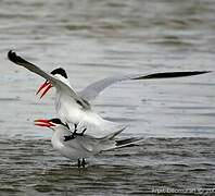 Caspian Tern