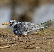 River Tern