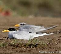 River Tern