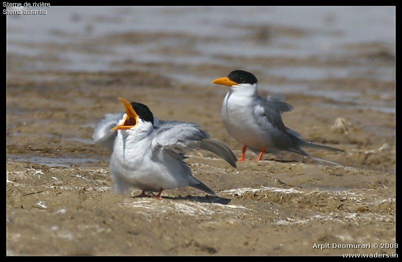 River Tern