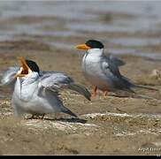 River Tern