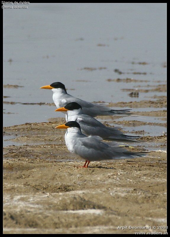 River Tern