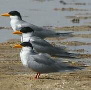 River Tern