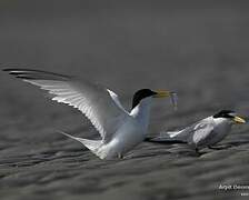 Saunders's Tern