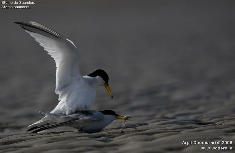 Saunders's Tern adult breeding