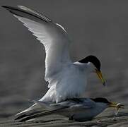 Saunders's Tern