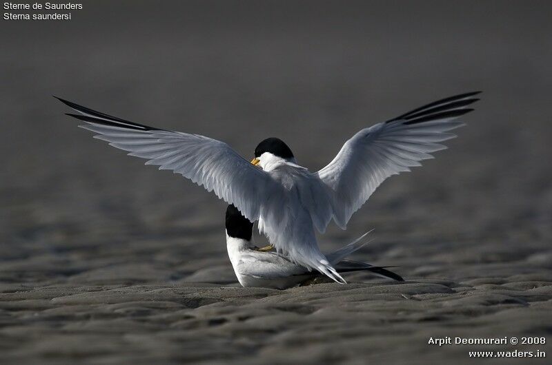 Saunders's Tern adult breeding