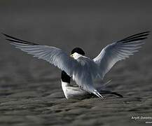 Saunders's Tern