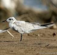 Gull-billed Tern