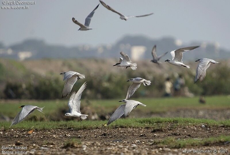 Gull-billed Tern