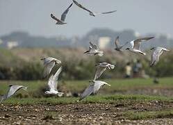 Gull-billed Tern